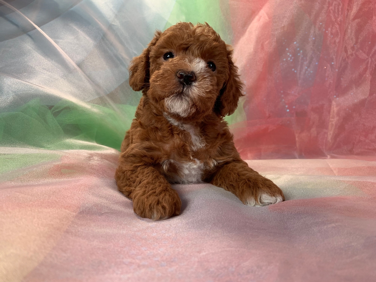 Dark Red Female Schnoodle Puppy for Sale, DOB 4-29-2022 $1200